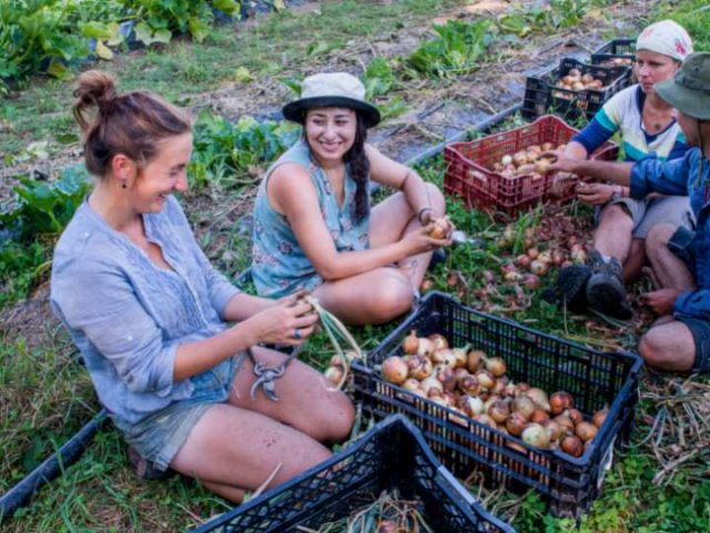 Volunteering at Community Gardens: Benefits for Bonding, Learning, and Community Impact