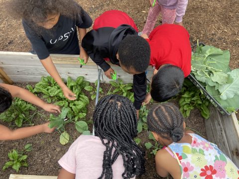 Green Magnet Academy