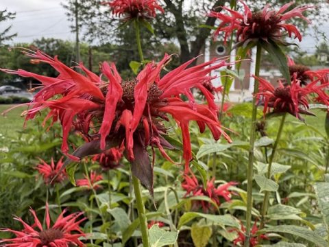 Vivid red flowers blooming at Knox County Community Garden, showcasing vibrant plant growth and community gardening efforts.