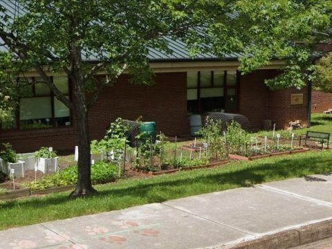 Community garden with raised beds and young plants at Christenberry Elementary School, part of Knox County Community Garden & Growers Alliance initiative.