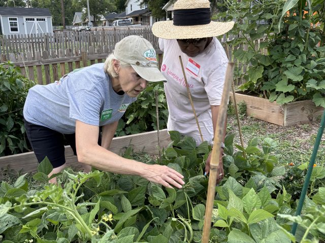 Tackling Summer Garden Pests & Diseases with the Knox County Master Gardeners