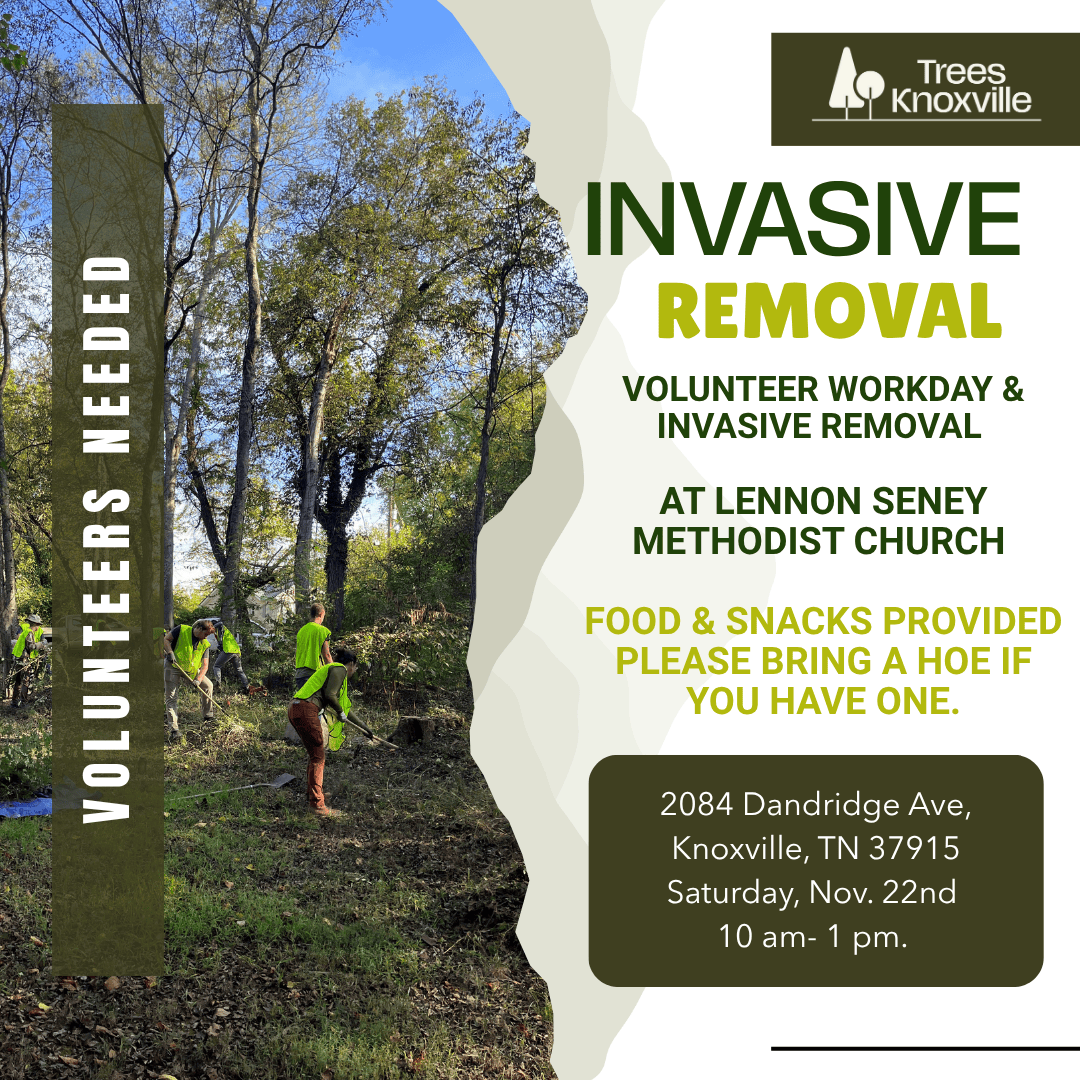 Invasive plant removal volunteer workday at Lennon Seney Methodist Church with volunteers in bright green vests working in a wooded area.