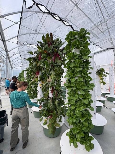 Bright green and colorful leafy greens thriving in a sustainable community garden setting, symbolizing local food production and urban agriculture.