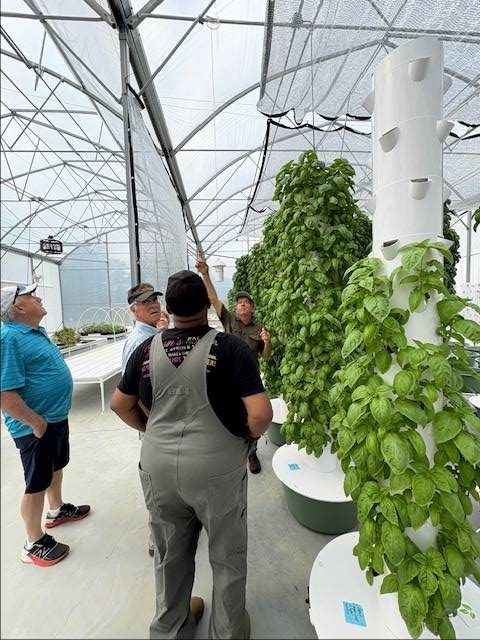 Growing herbs in a greenhouse at Knox County Community Garden & Growers Alliance.