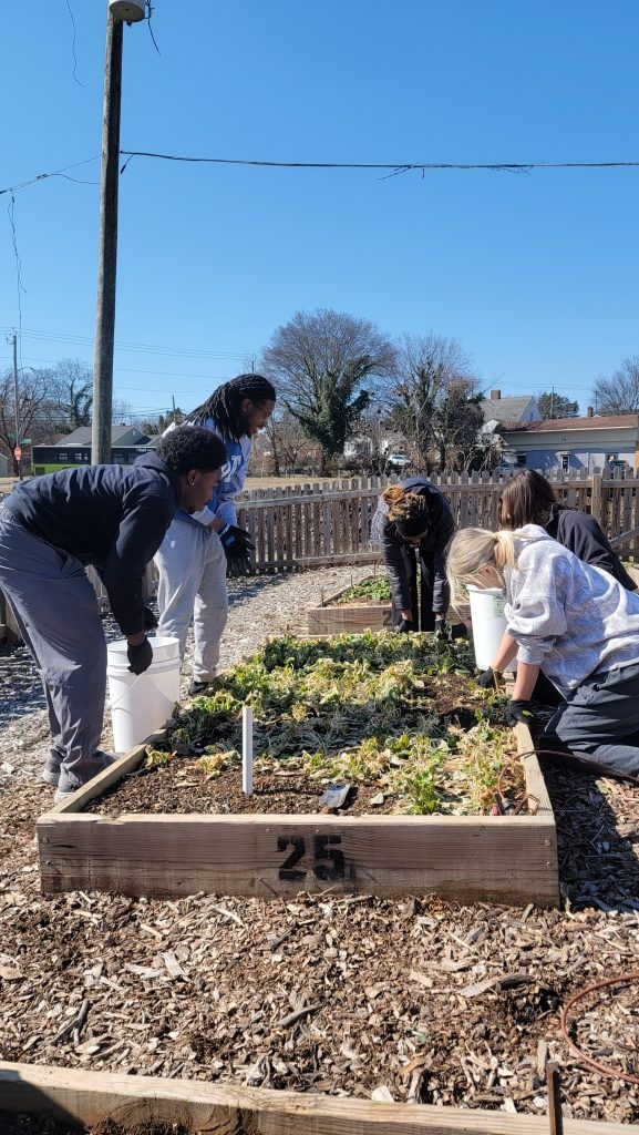 Group of diverse volunteers planting and tending vegetables in a community garden bed, promoting local food growth and community engagement.