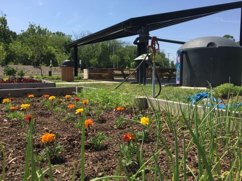 Community garden at Farragut High School with blooming flowers, garden beds, and outdoor seating, promoting local sustainable agriculture and student engagement.