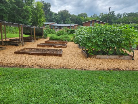 Community garden with raised beds and lush green plants in Knox County, Tennessee.