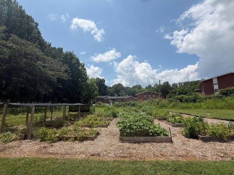 Community garden with raised beds, lush greenery, and a clear blue sky, supporting local food production and sustainable gardening.