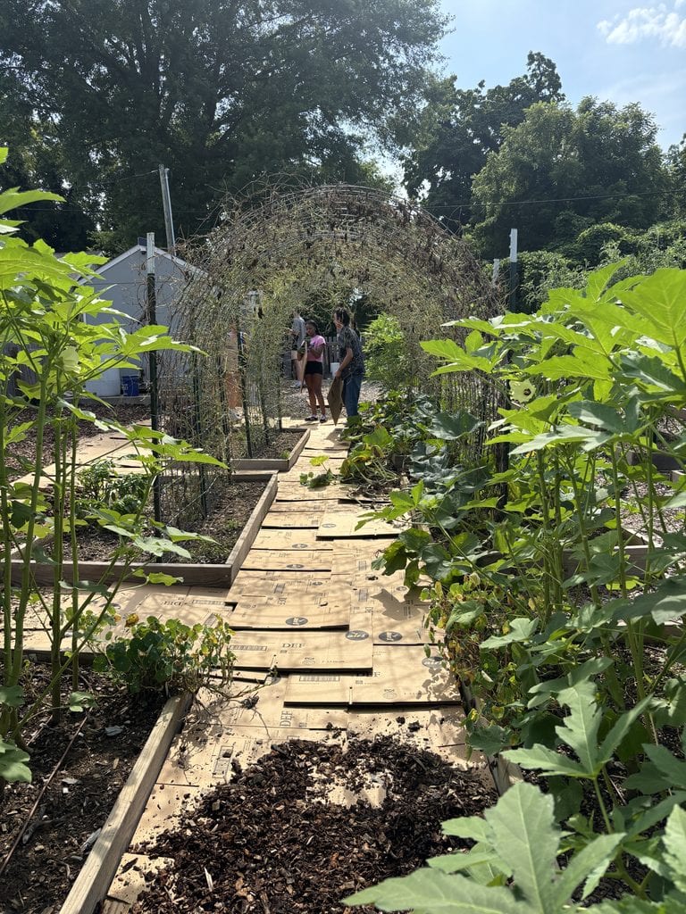 People walking through a community garden with lush green plants and a wooden pathway, under a clear sky.