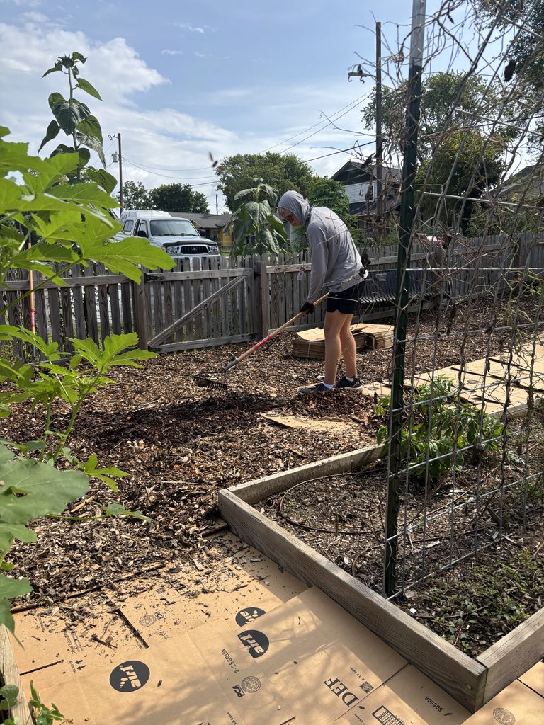 Person working in a community garden, preparing soil with a rake, surrounded by plants and garden structures in Knox County.